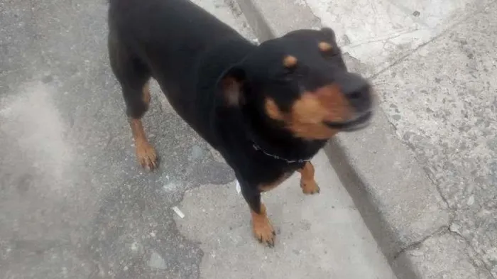Cachorro raça SRD idade 2 anos nome ?