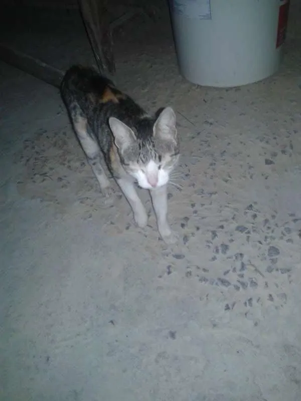 Gato raça  idade  nome sem nome