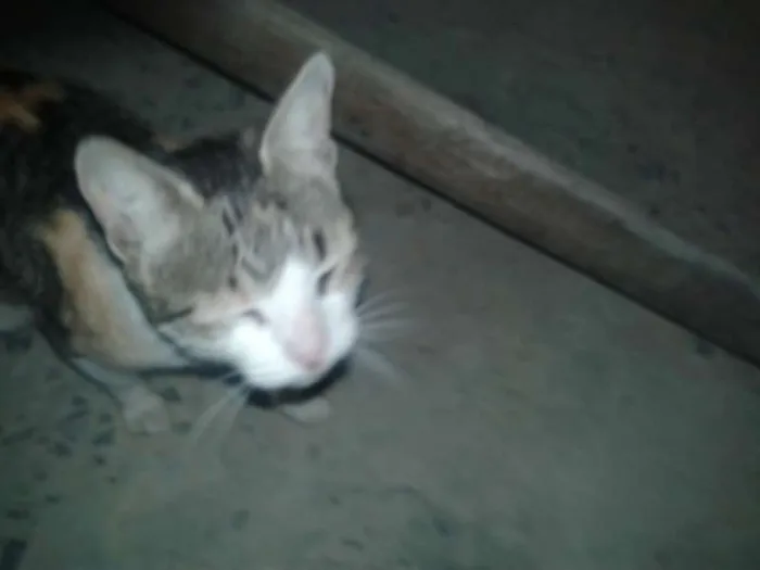 Gato raça  idade  nome sem nome