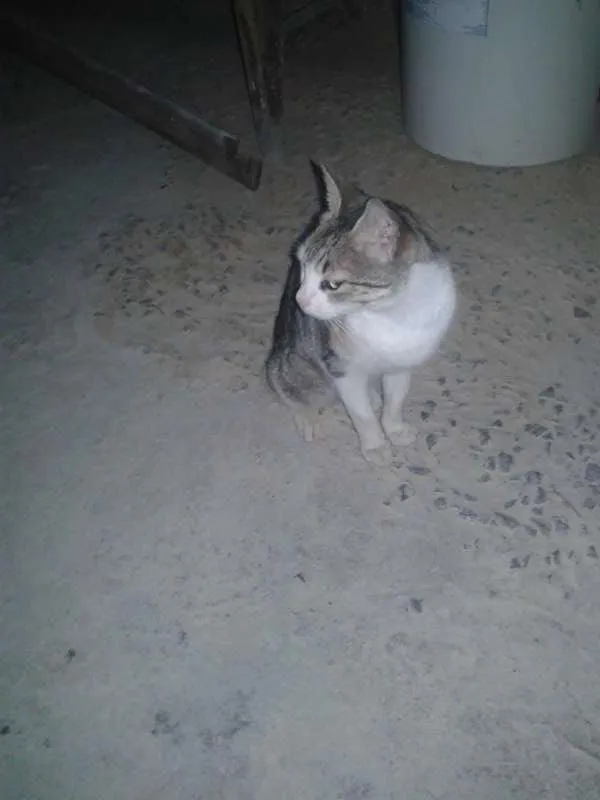 Gato raça  idade  nome sem nome