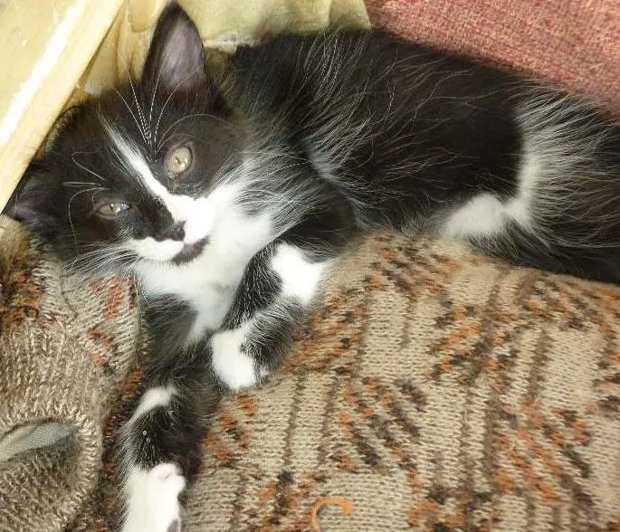 Gato ra a SRD idade 2 a 6 meses nome PLOC