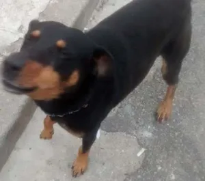 Cachorro raça SRD idade 2 anos nome ?