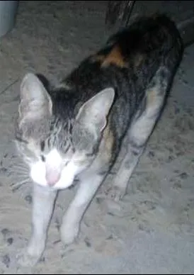 Gato raça  idade  nome sem nome