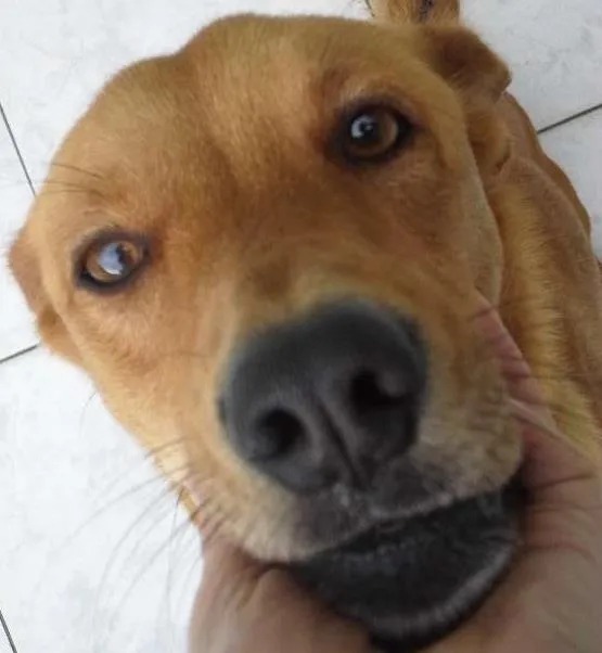 Cachorro ra a Vira Lata idade 1 ano nome Anita