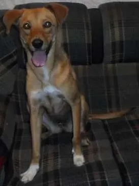 Cachorro raça Vira Lata idade 1 ano nome Anita