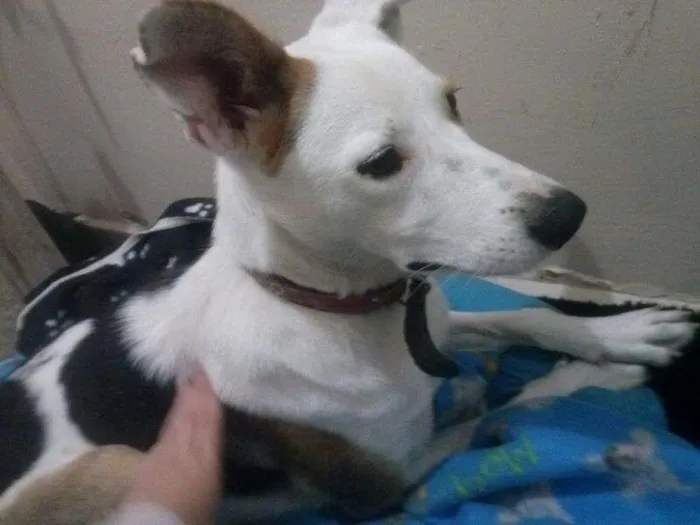 Cachorro ra a Vira Lata idade 1 ano nome Lully