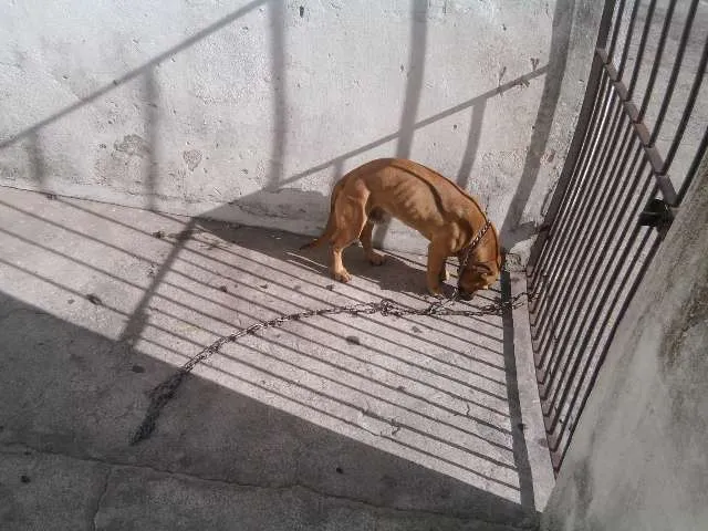 Cachorro raça indefinida idade  nome Buby