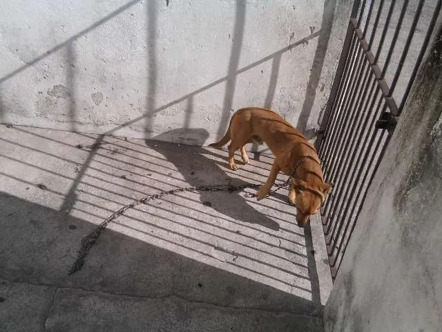 Cachorro raça indefinida idade  nome Buby