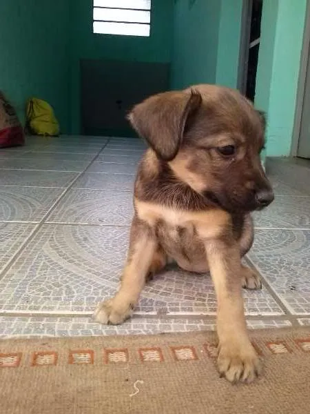 Cachorro ra a Vira Lata idade 2 a 6 meses nome Laika