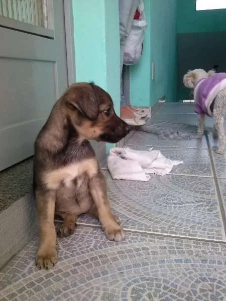 Cachorro ra a Vira Lata idade 2 a 6 meses nome Laika