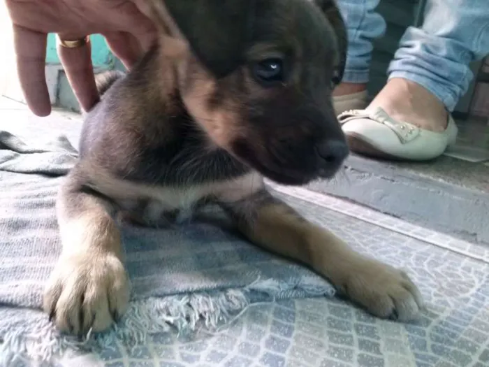Cachorro ra a Vira Lata idade 2 a 6 meses nome Laika