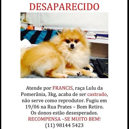 Cachorro ra a LULU DA POMERANIA idade 3 anos nome FRANCIS GRATIFICA