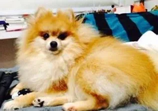 Cachorro ra a LULU DA POMERANIA idade 3 anos nome FRANCIS GRATIFICA