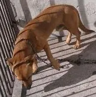 Cachorro raça indefinida idade  nome Buby