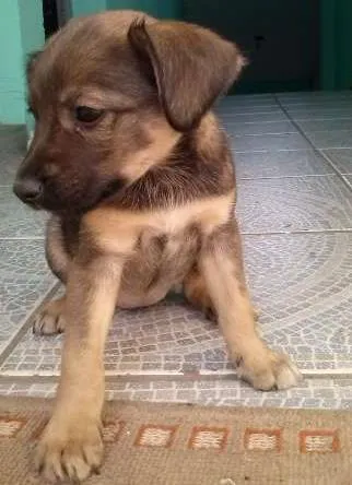 Cachorro ra a Vira Lata idade 2 a 6 meses nome Laika