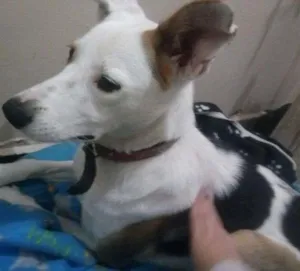 Cachorro raça Vira Lata idade 1 ano nome Lully