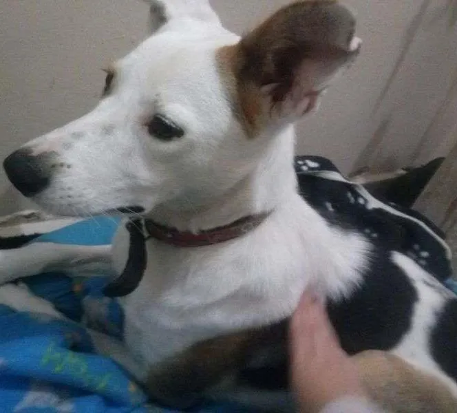 Cachorro ra a Vira Lata idade 1 ano nome Lully
