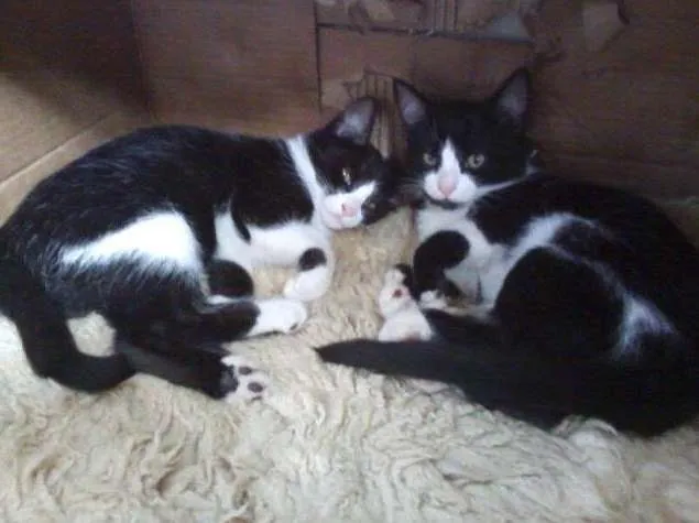 Gato ra a Sem Raça idade 2 a 6 meses nome Isa & Bella