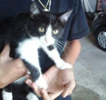 Gato ra a Sem Raça idade 2 a 6 meses nome Isa & Bella