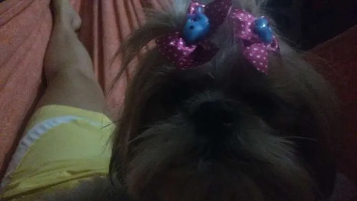 Cachorro ra a Shitzu idade 2 anos nome elise