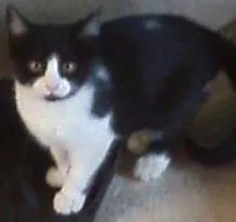 Gato ra a Sem Raça idade 2 a 6 meses nome Isa & Bella