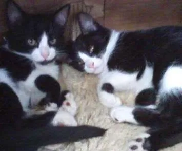 Gato ra a Sem Raça idade 2 a 6 meses nome Isa & Bella