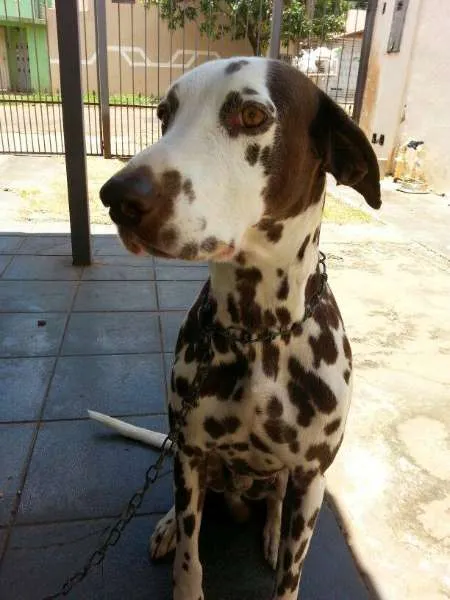 Cachorro ra a Dálmata idade 5 anos nome Pedro