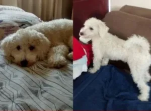 Cachorro raça Poodle idade 7 a 11 meses nome Floquinho