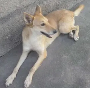 Cachorro raça SRD idade 2 anos nome Boneca