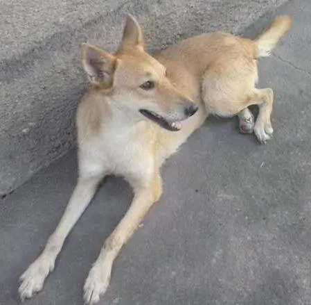 Cachorro ra a SRD idade 2 anos nome Boneca