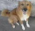 Dama