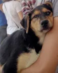 Dora