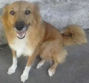 Cachorro raça SRD idade 2 anos nome Dama
