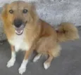 Dama