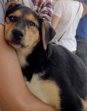 Cachorro raça SRD idade 2 a 6 meses nome Dora