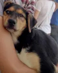 Dora
