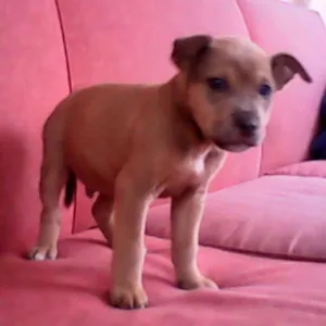 Cachorro raça mestiço idade Abaixo de 2 meses nome filhotes
