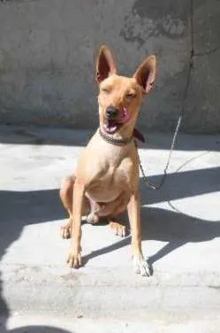 Cachorro raça Pinscher idade 2 anos nome Fofinho