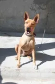 Fofinho