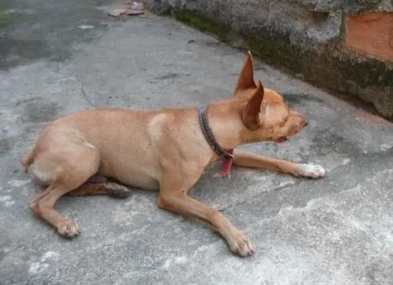 Cachorro raça Pinscher idade 2 anos nome Fofinho