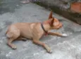 Fofinho