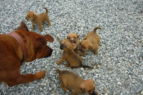 Cachorro raça  idade Abaixo de 2 meses nome filhotinhos