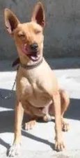 Fofinho