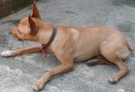 Cachorro raça Pinscher idade 2 anos nome Fofinho
