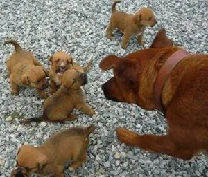 Cachorro raça  idade Abaixo de 2 meses nome filhotinhos