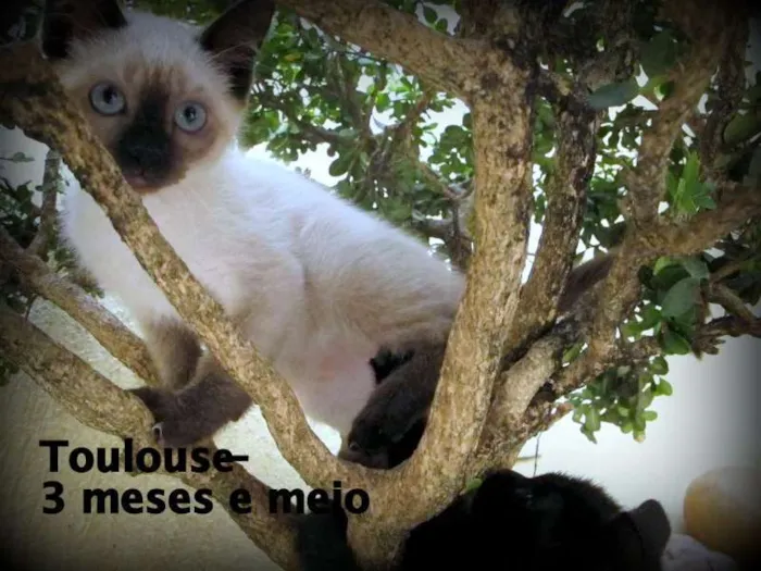 Gato ra a SRD idade 2 a 6 meses nome Toulouse