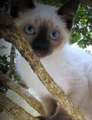 Gato ra a SRD idade 2 a 6 meses nome Toulouse