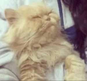 Gato raça Persa idade 6 ou mais anos nome Mel