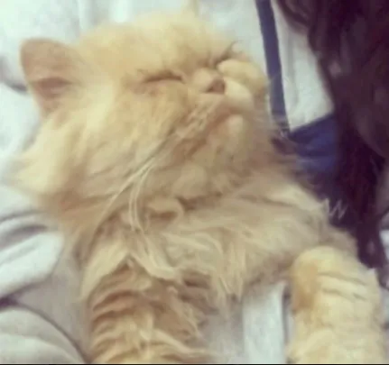 Gato ra a Persa idade 6 ou mais anos nome Mel