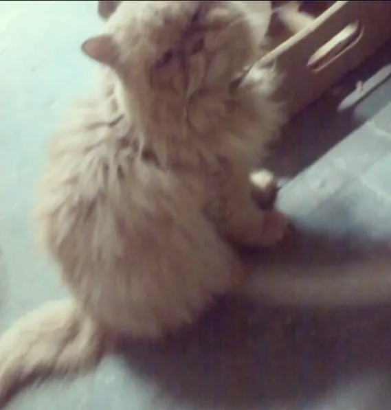 Gato ra a Persa idade 6 ou mais anos nome Mel